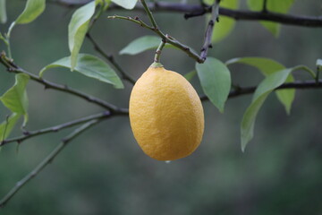 Fruit of lemon, on the branch