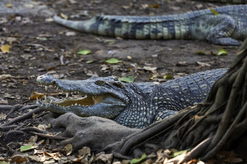 The thai crocodile rest on the garden