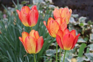 Tulip flower with green leaf background in tulip field at winter or spring day for postcard beauty decoration 