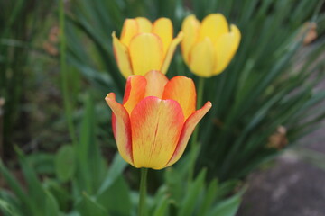 Tulip flower with green leaf background in tulip field at winter or spring day for postcard beauty decoration 