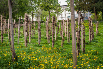 Dilger Vineyard, a vineyard “in the middle of the city” in 2001 by Andreas Dilger, Freiburg im...