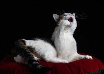 le chat