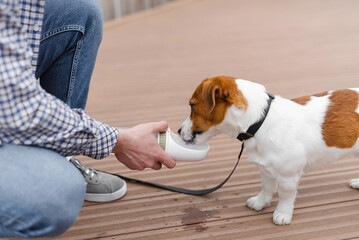 Dog drinking water from plastic bottle. Pet owner takes care of his jack russell terrier during hot...