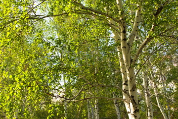 Obraz premium Birches