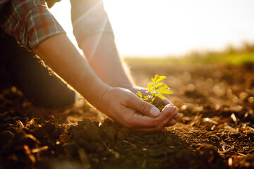 Male hands touching soil on the field. Worker holding soil plowed field. Agriculture. Fertile land.