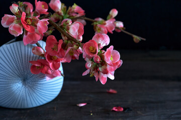 Fototapeta na wymiar Blue vase with pink flowering chinese quince twigs (Chaenomeles speciosa) on dark wooden table