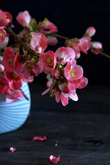 Fototapeta na wymiar Blue vase with pink flowering chinese quince twigs (Chaenomeles speciosa) on dark wooden table