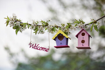 colorful bird houses hang on a flowering branch in a spring friendly garden