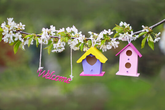 colorful bird houses hang on a flowering branch in a spring friendly garden