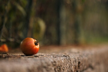 piccolo pomodoro rotondo caduto su un muretto