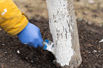 Spring work in a garden, gardening concept. Applying whitewash to fruit trees in the garden. Human hand in glove holding brush. A gardener paints a tree trunk with a brush. Garden work. Fruit tree