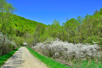  Spring in the countryside. Bushes of blossoming blackthorn (Prunus spinosa) on a sunny spring day....