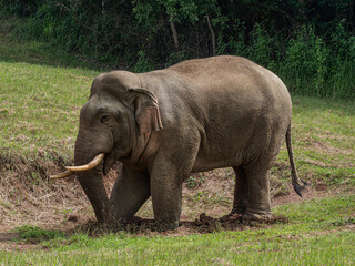 Fototapeta premium A big male elephant is enjoying eating salt licks.