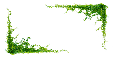 leaf vine Isolate on transparent background PNG file