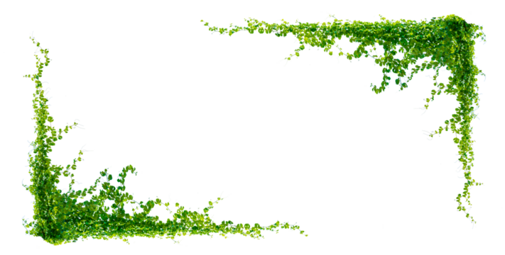 leaf vine Isolate on transparent background PNG file