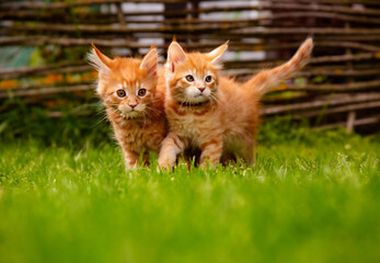 Two beautiful ginger maine coon kittens walking near each other on green grass background on summer sunny weather. Fun