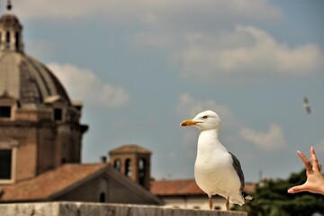 a woman's hand reaching for a standing seagull with a Roman church in the background