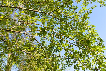 Fototapeta premium green leaves against blue sky