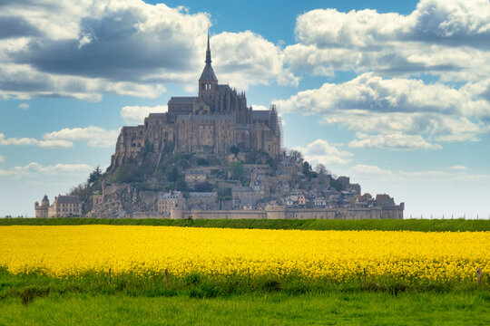 Rapeseed fields in front of Mont Saint-Michel, Normandy, France