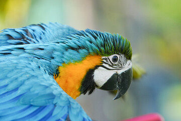 close up Blue and yellow macaw with green background.