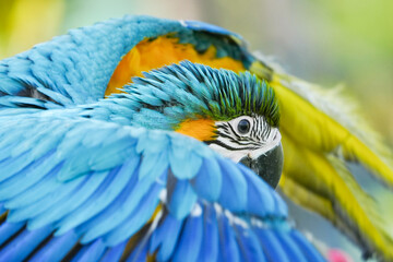 Obraz premium close up Blue and yellow macaw with green background.