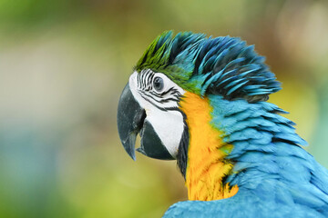 close up Blue and yellow macaw with green background.