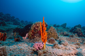 Wide angle view underwater with sponges and rocks
