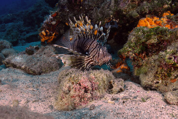 Close-up lionfish crawling among sponges