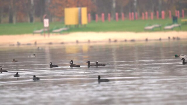 A flock of the velvet scoter (Melanitta fusca), also called a velvet duck, floats around the reservoir.  Slow motion (120 frames per second).