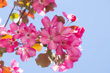 pink flowers on a branch. Blossoming of an apple tree. Pink flowers on the apple tree.