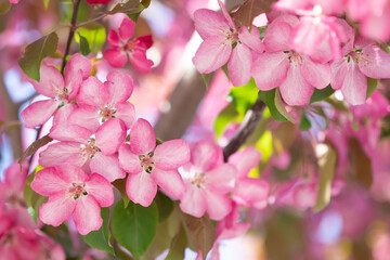 pink blossom in spring. Blossoming of an apple tree. Pink flowers on the apple tree.