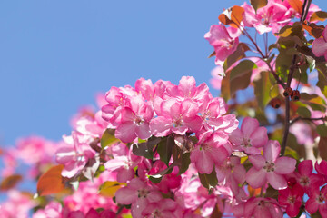 pink blossom. Blossoming of an apple tree. Pink flowers on the apple tree.