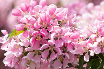 pink and white flowers. Blossoming of an apple tree. Pink flowers on the apple tree.