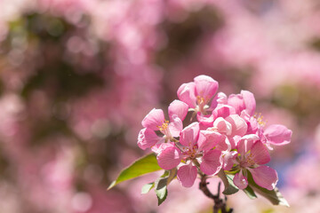 pink blossom. Blossoming of an apple tree. Pink flowers on the apple tree.