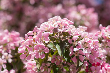 pink and white flowers. Blossoming of an apple tree. Pink flowers on the apple tree.