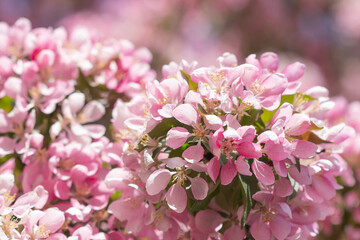 pink cherry blossom in spring. Blossoming of an apple tree. Pink flowers on the apple tree.