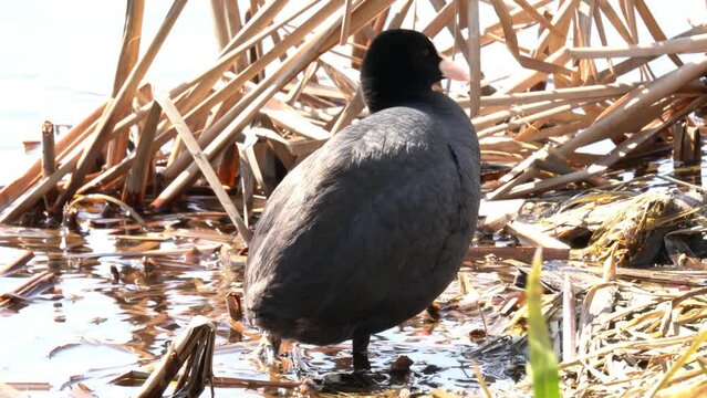 The coot stands on the bank of the reservoir. The Eurasian coot (Fulica atra), also known as the common coot, or Australian coot, is a member of the rail and crake bird family, the Rallidae. Close-up