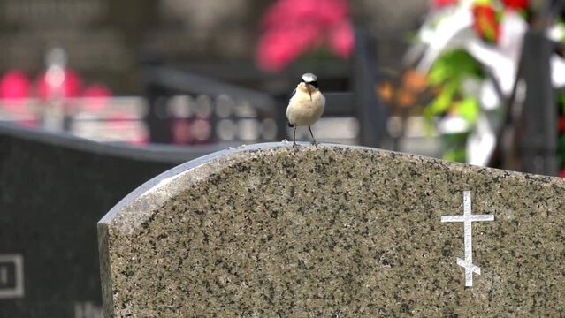 The bird sits on the monument and then flies away. The northern wheatear  (Oenanthe oenanthe) is a small passerine bird that was formerly classed as a member of the thrush family Turdidae