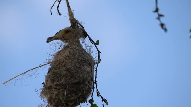 An Eurasian penduline is building a nest. The Eurasian penduline tit (Remiz pendulinus) is a passerine bird of the genus Remiz.