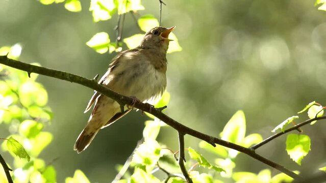 A nightingale sings on a branch. Green leaves glow in the sun. Back lighting. Close-up. Slow motion (120 fps). The thrush nightingale (Luscinia luscinia), also known as the sprosser. 