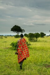 A lone maasai tribesman with rifle walks through the Acacia trees and spring green grass on the...