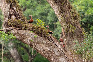 black bellied whistling ducks that are waiting for the right opportunity to descend