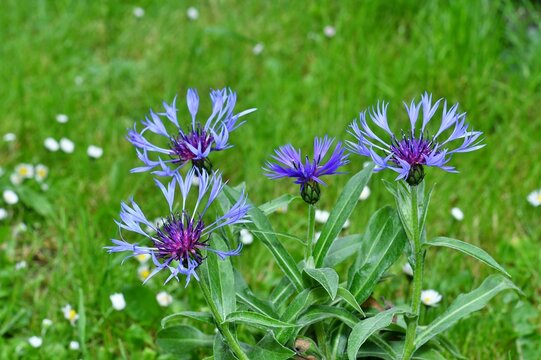 Piękne bylina, kwiaty chabru górskiego (Centaurea montana) o niebieskich, delikatnych, gwiaździstych płatkach