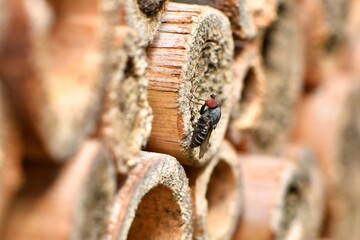 Drobna muchówka Cacoxenus indagator, często obserwowana na pomocach gniazdowych, pasożytująca w gniazdach pszczół