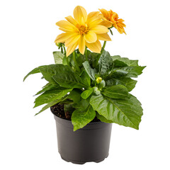 Yellow dahlia flower