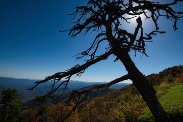 A dead pine tree silhouetted against a blue sky in the North Carolina mountains in the fall.