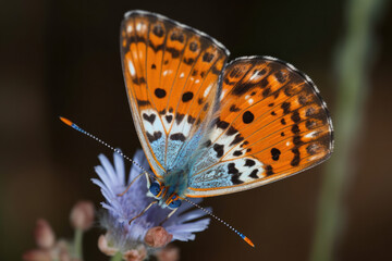 Fototapeta premium Schmetterling mit Blumenvordergrund