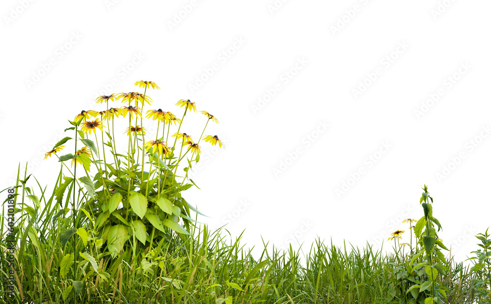 Aufkleber isolated small grass field and yellows flowers on white background with clippings path, 3d illustrat