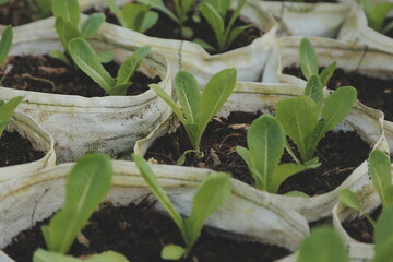 Asian woman farmer using digital tablet in vegetable garden at greenhouse, Business agriculture technology concept, quality smart farmer.