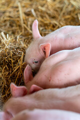 Close-up of piglets in the pigsty. Appropriate husbandry of pigs and piglets on an organic farm in northern Germany